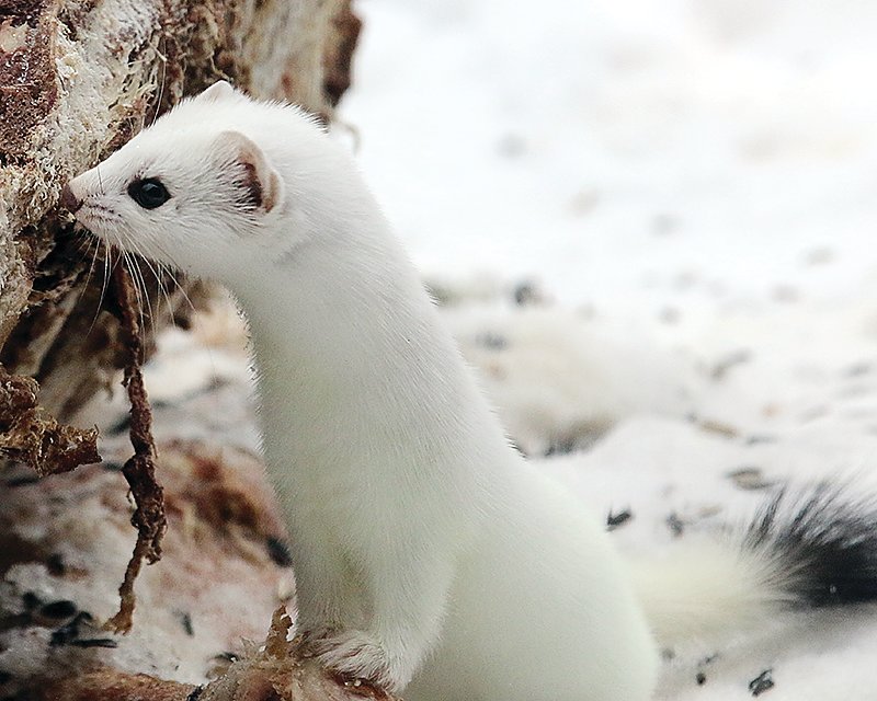 White marten 2025